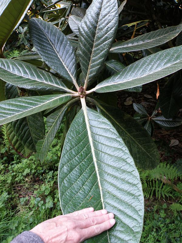 20100813h blad rhodondrendron.JPG